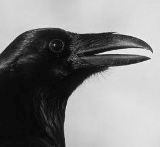 Munin.jpg
