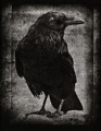 Blackbird.jpg
