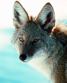 Bd-coyote.png
